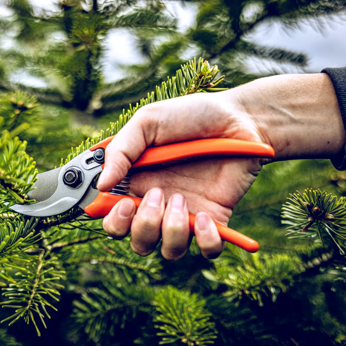 Puutarhasakset Löwe 14.104 Economic Clean Cut